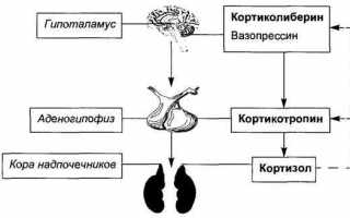 Гормоны стресса: кортизол, адреналин, норадреналин, пролактин