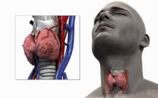 Роль и функции щитовидной железы в организме человека. Влияние диабета на работу щитовидки