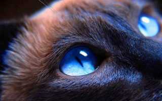 Как видят кошки: зрение домашних питомцев