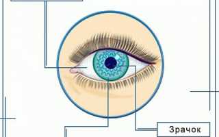 Анатомия глаза