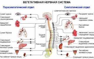 Расстройства вегетативной нервной системы: симптомы, диагностика и лечение